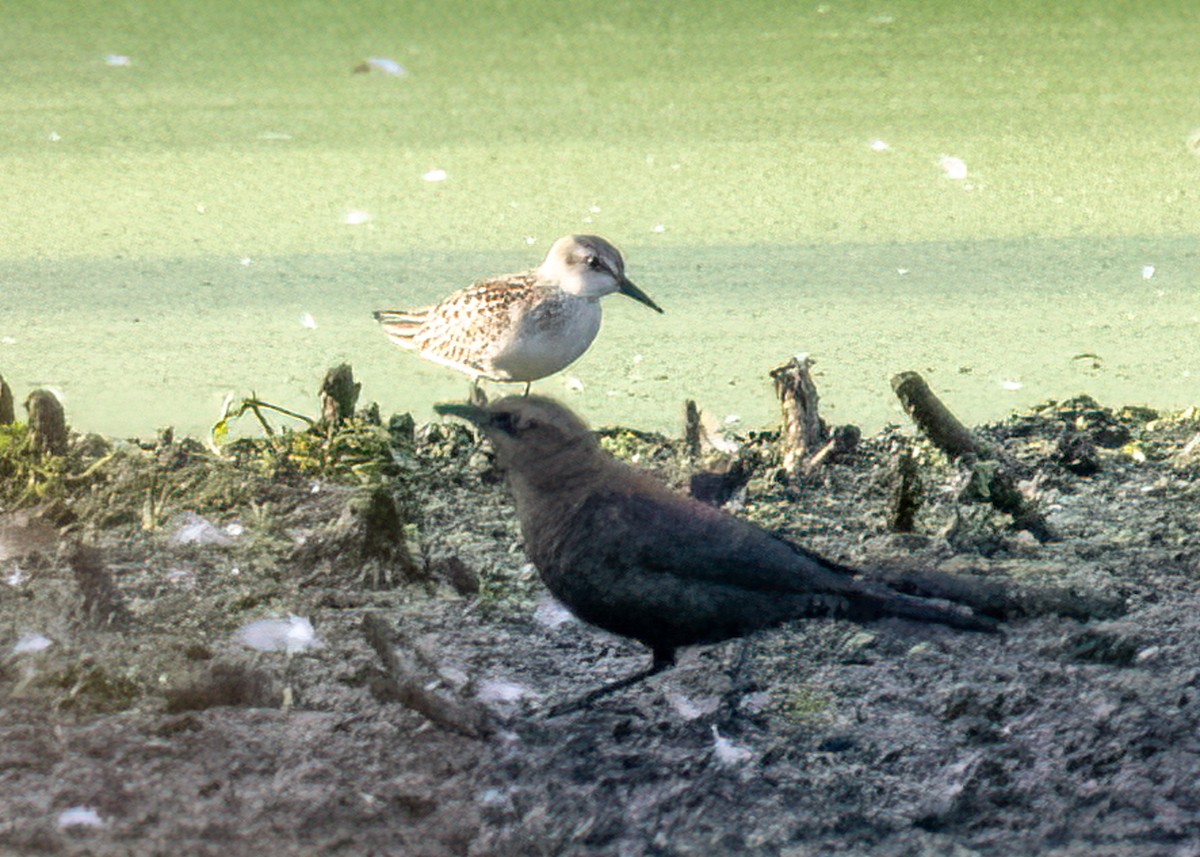 Semipalmated Sandpiper - ML610007173