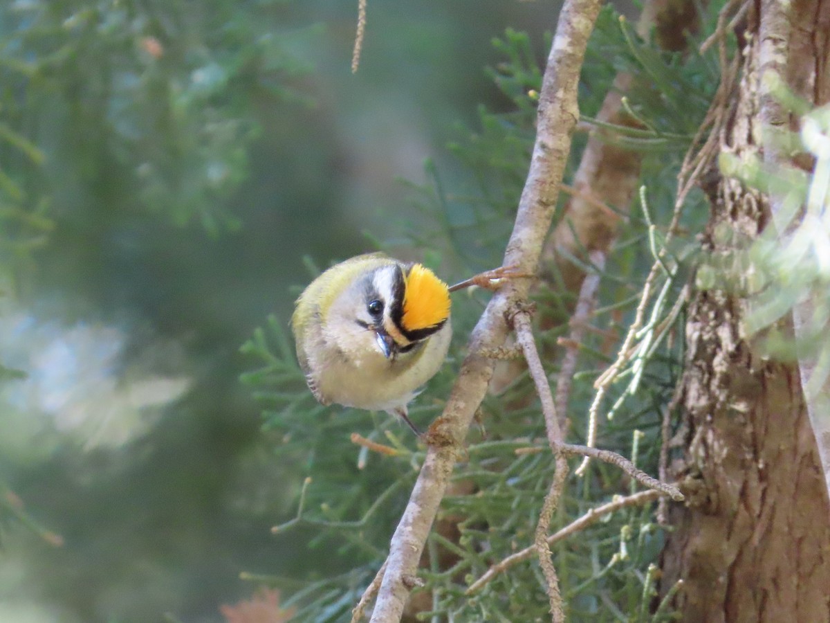 Common Firecrest - ML610007178