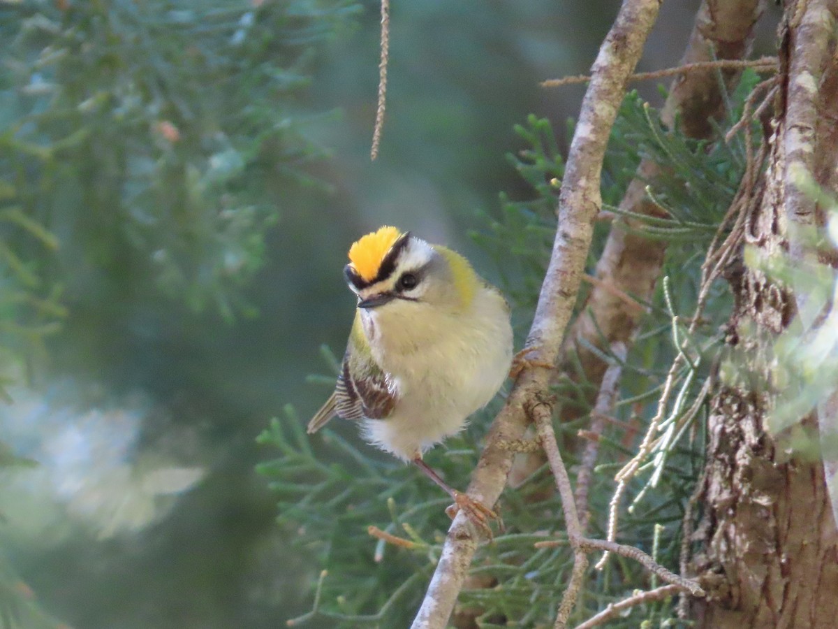 Common Firecrest - ML610007179