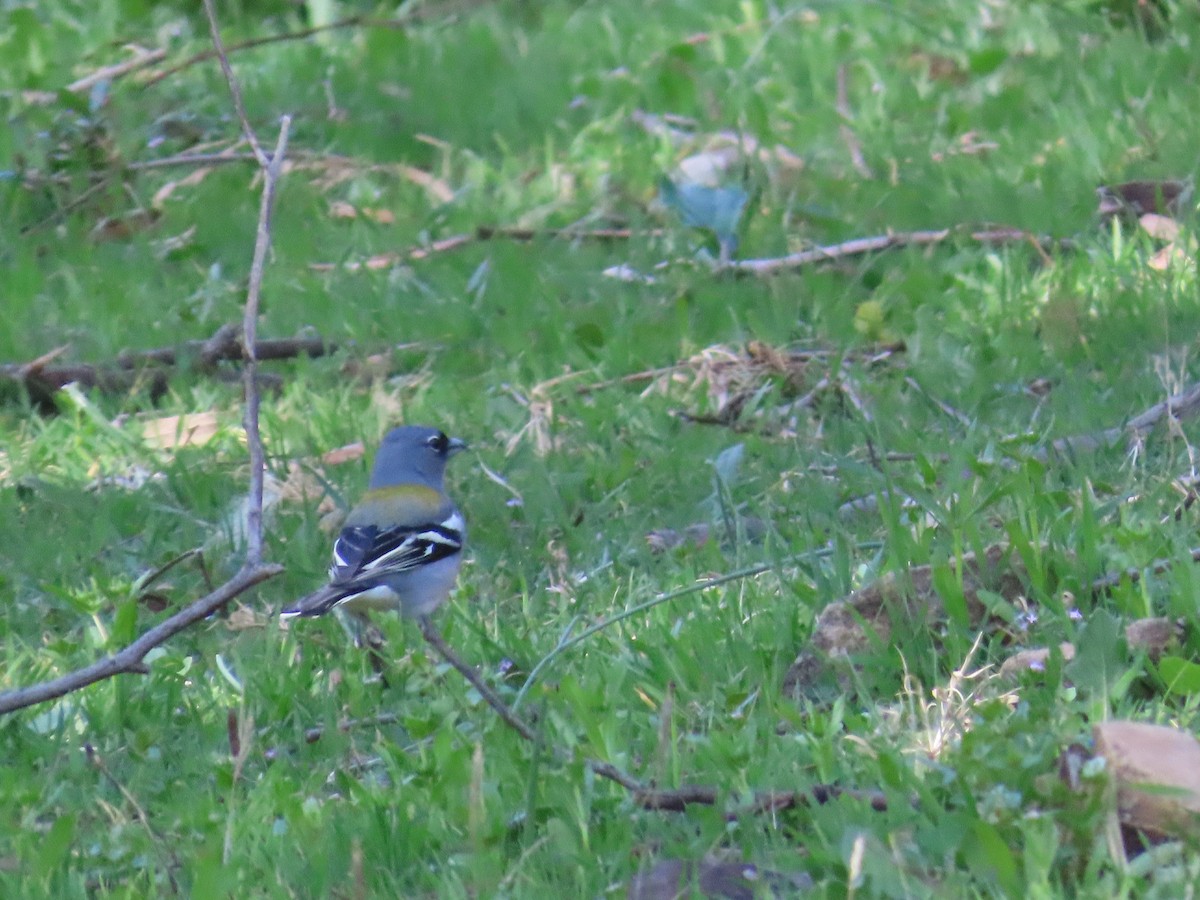 Common/African Chaffinch - ML610007201