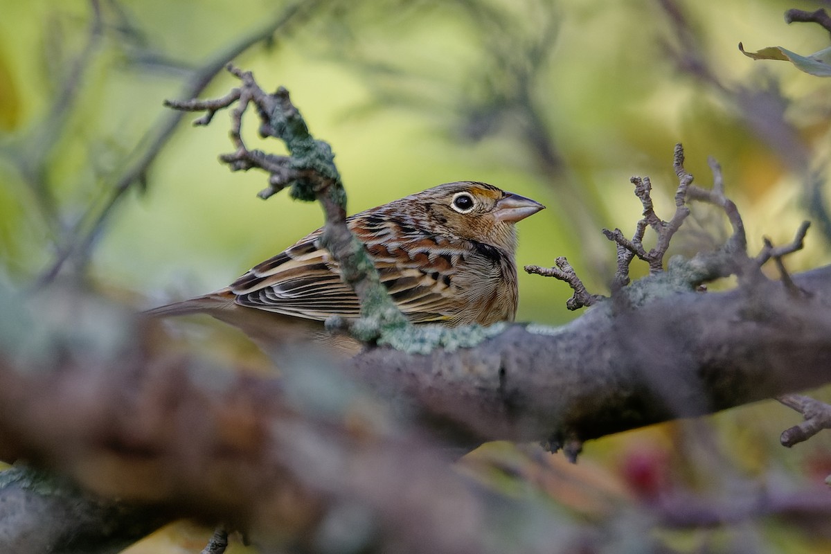 Grasshopper Sparrow - ML610007289
