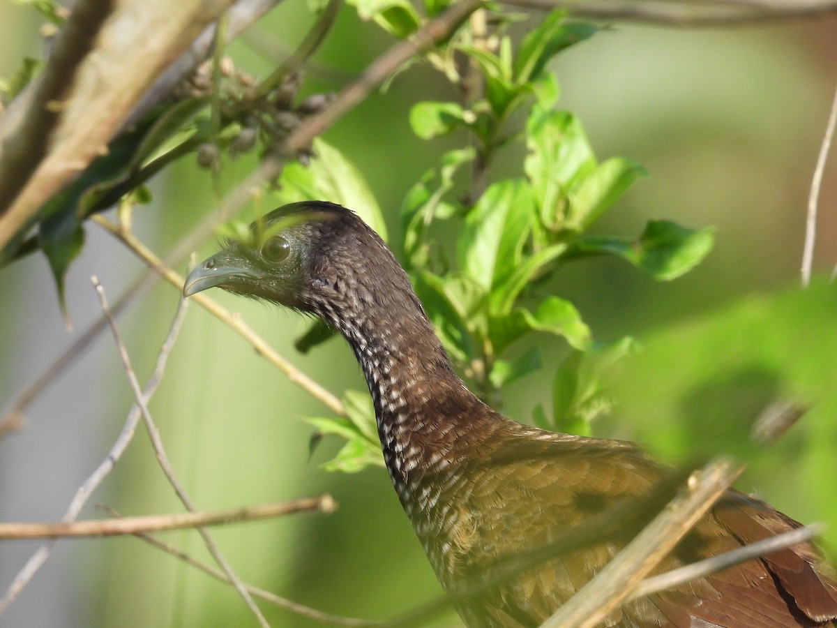 Speckled Chachalaca - ML610007354