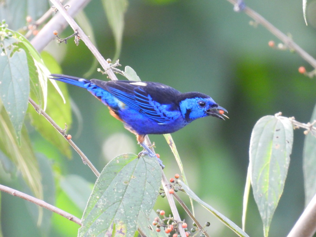 Opal-rumped Tanager - ML610007421