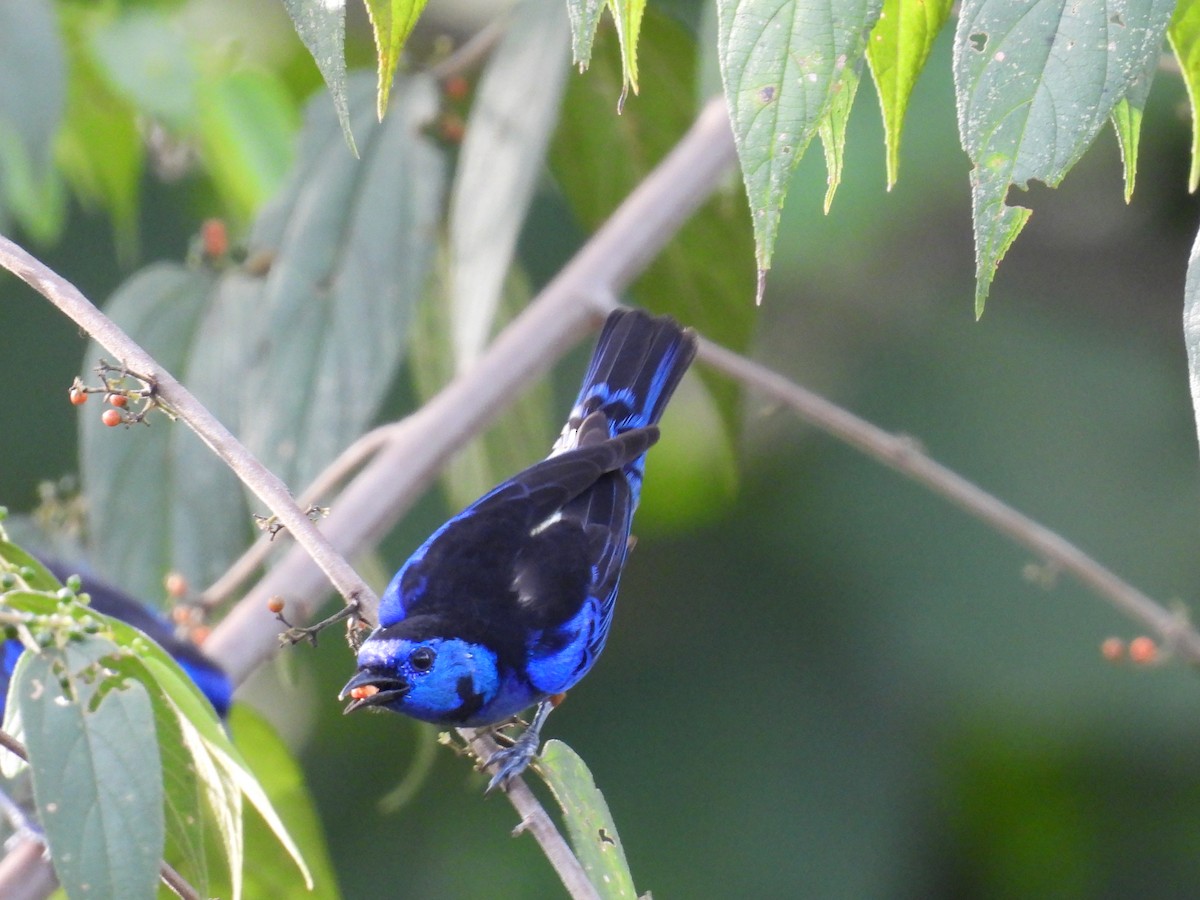 Opal-rumped Tanager - ML610007439