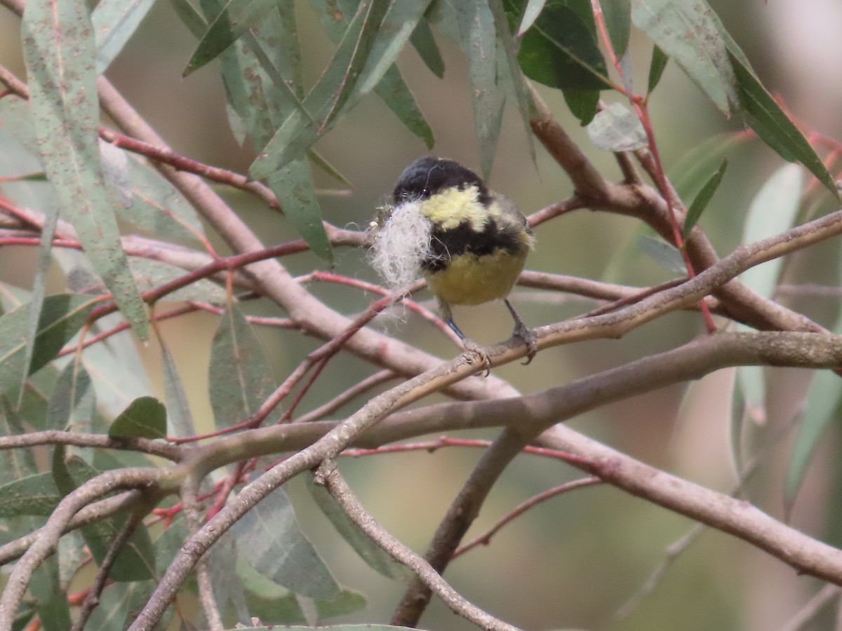 Coal Tit - Suzanne Beauchesne