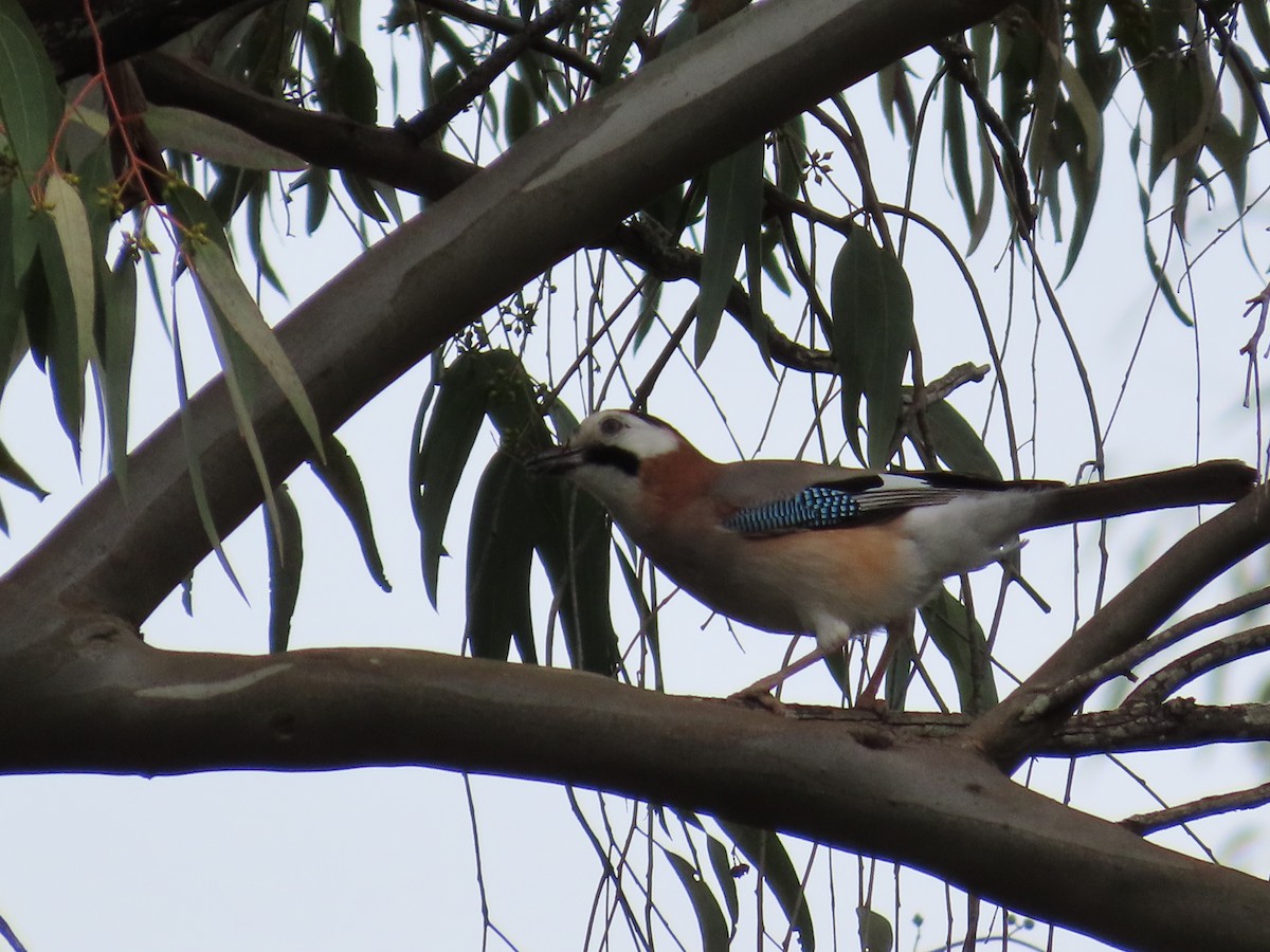 Eurasian Jay - ML610007486