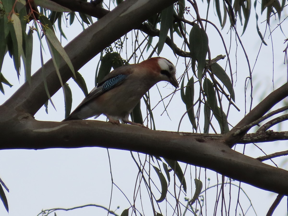 Eurasian Jay - Suzanne Beauchesne