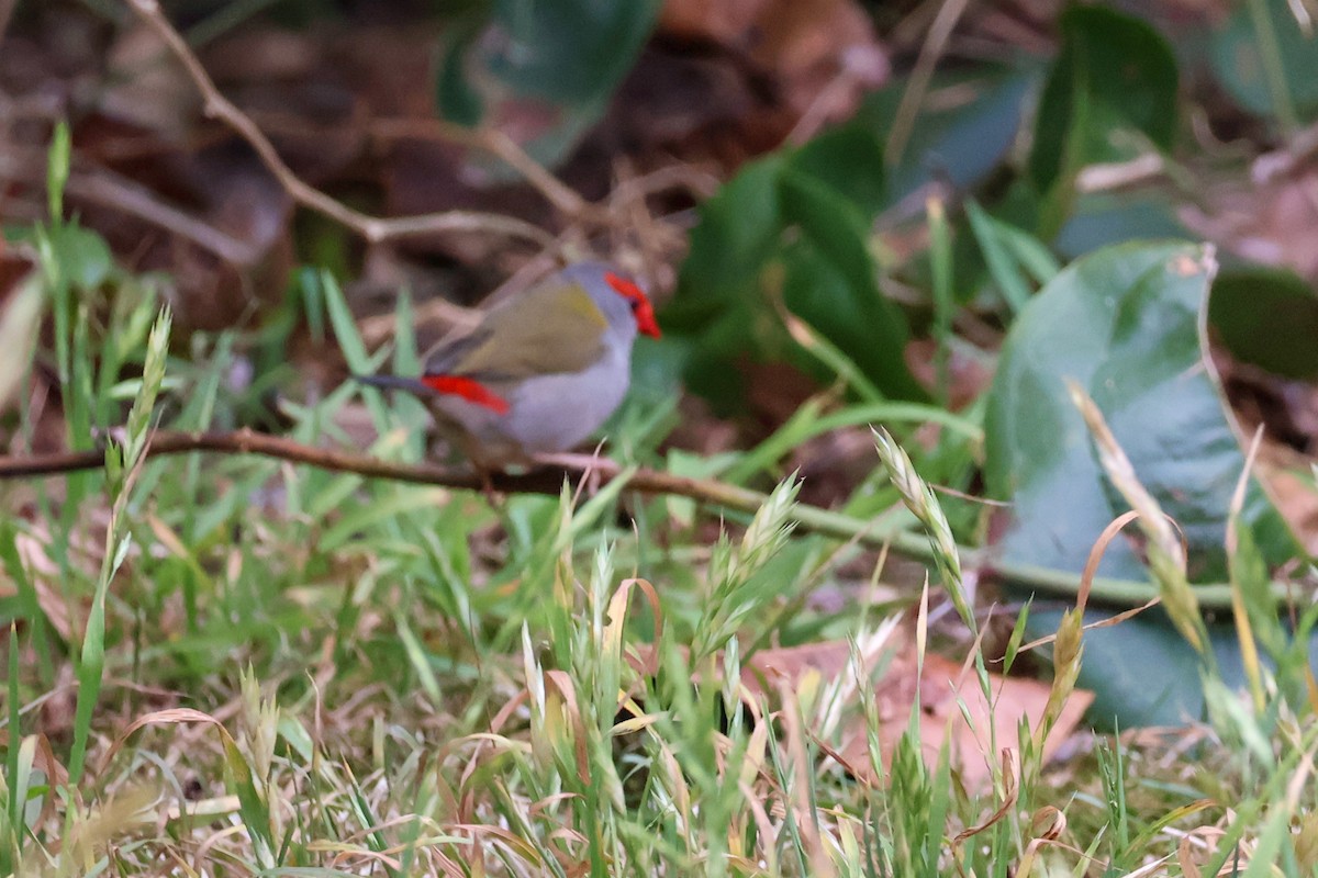 Red-browed Firetail - ML610007511