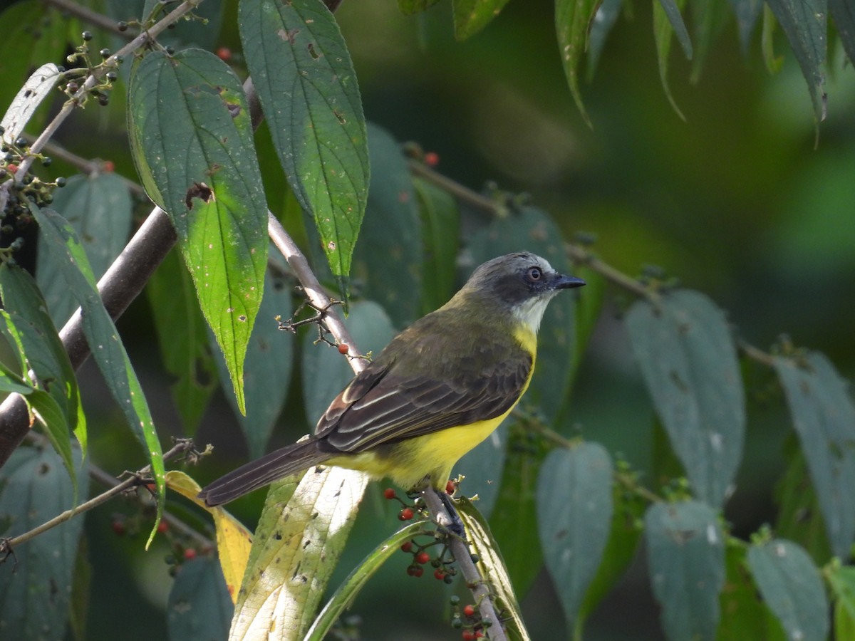 Gray-capped Flycatcher - ML610007567