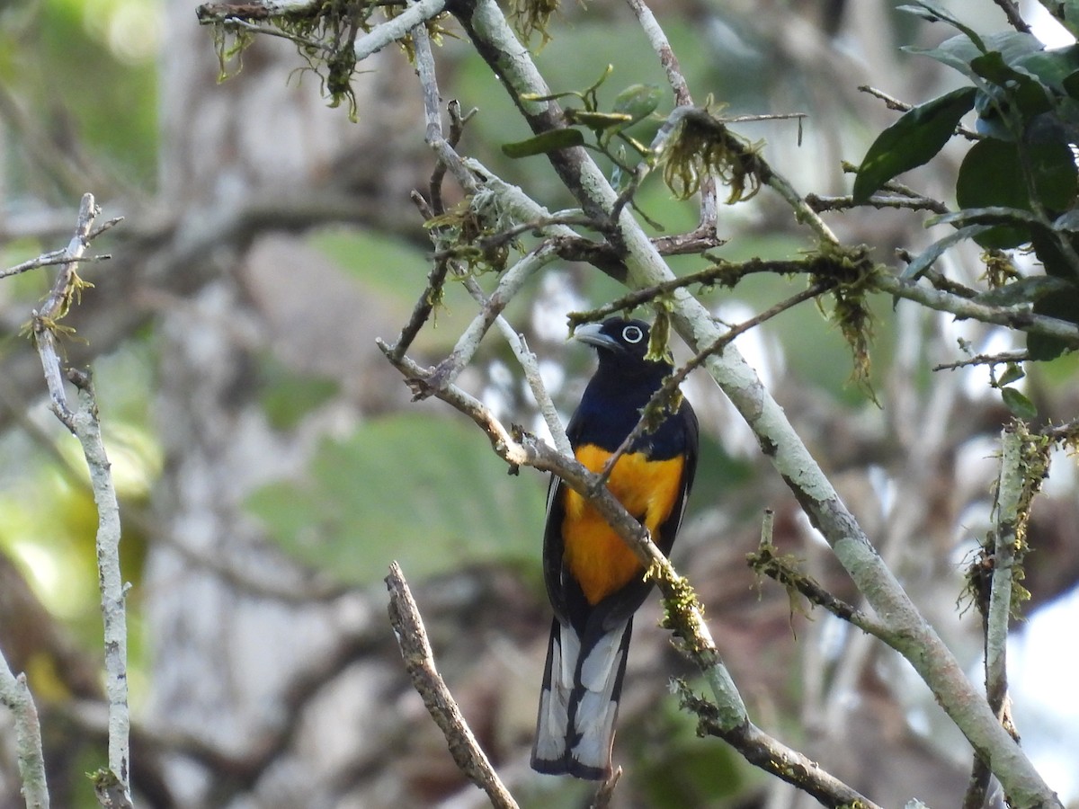 Green-backed Trogon - ML610007634