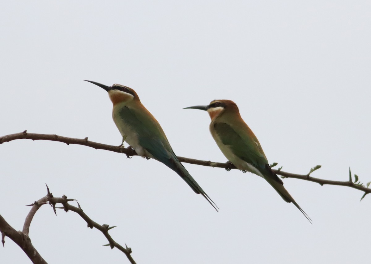 Madagascar Bee-eater - Thomas Plath