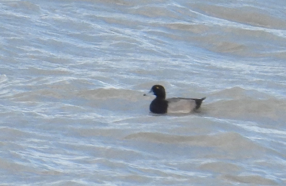 Greater Scaup - ML610007771