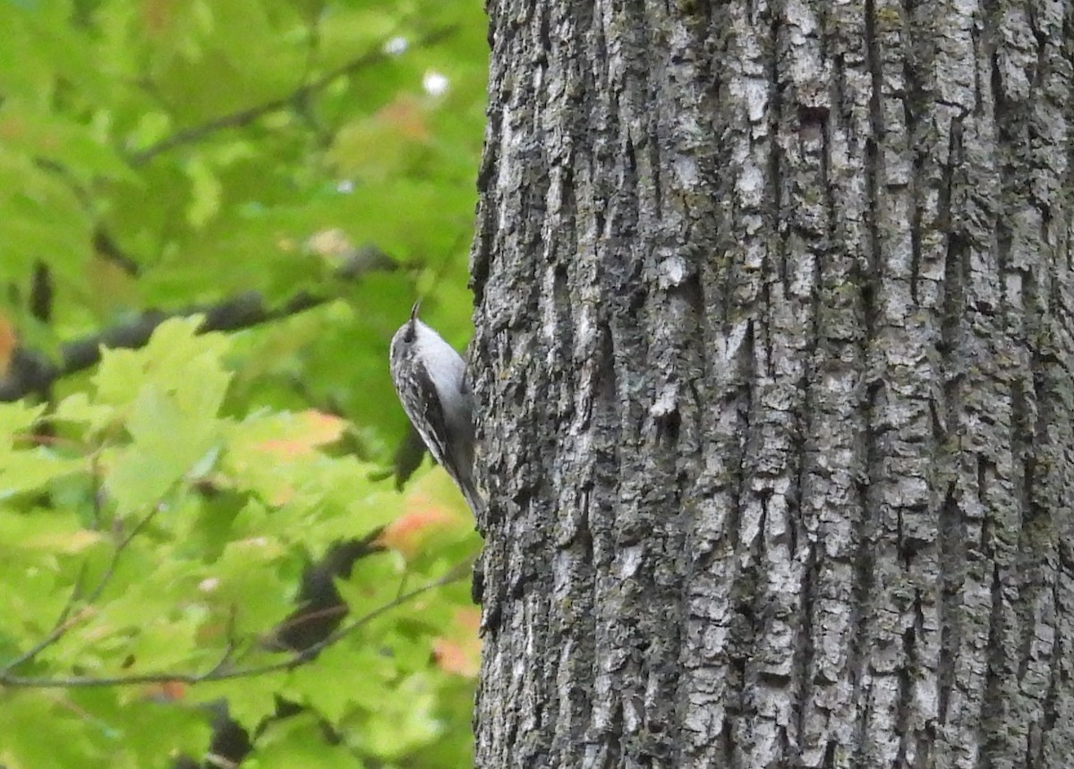 Brown Creeper - ML610007775