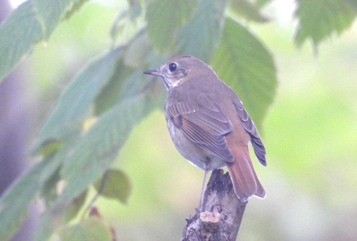 Hermit Thrush - ML610007787