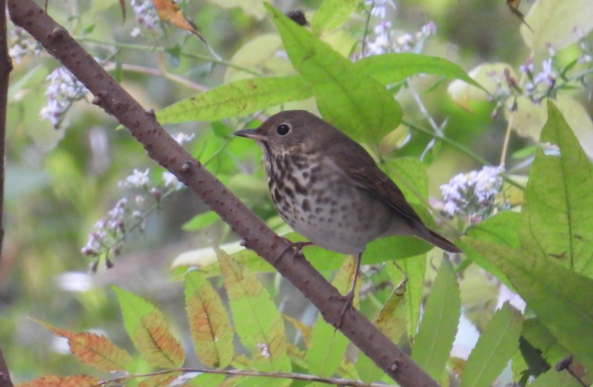 Hermit Thrush - ML610007788