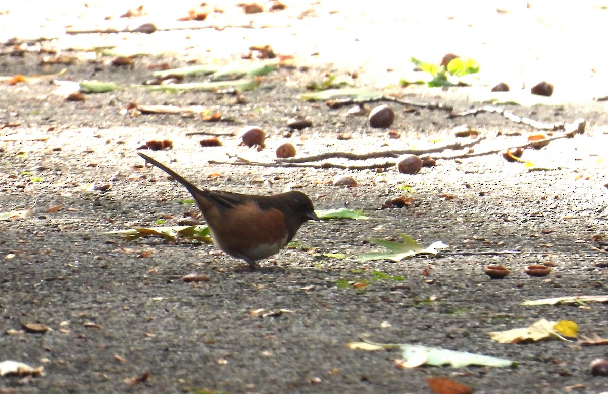 Eastern Towhee - ML610007810