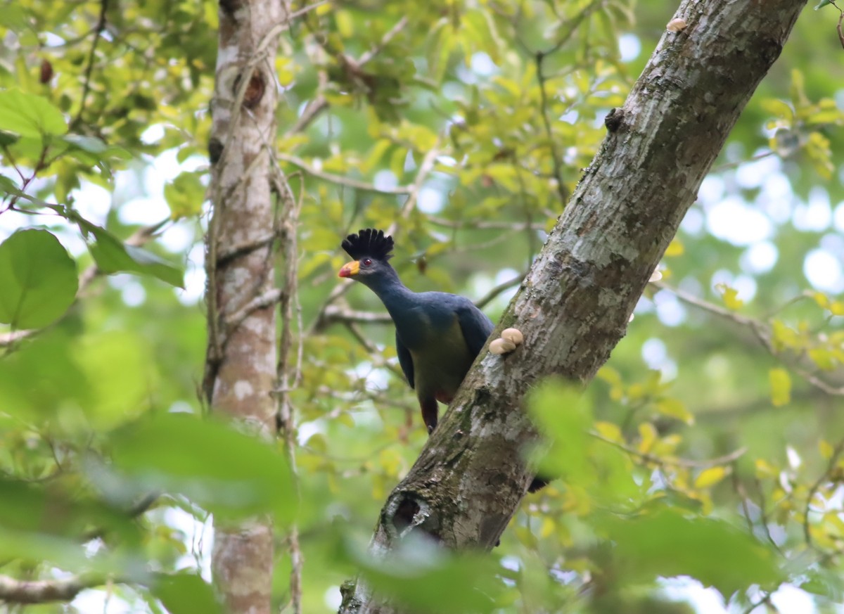 Great Blue Turaco - Thomas Plath