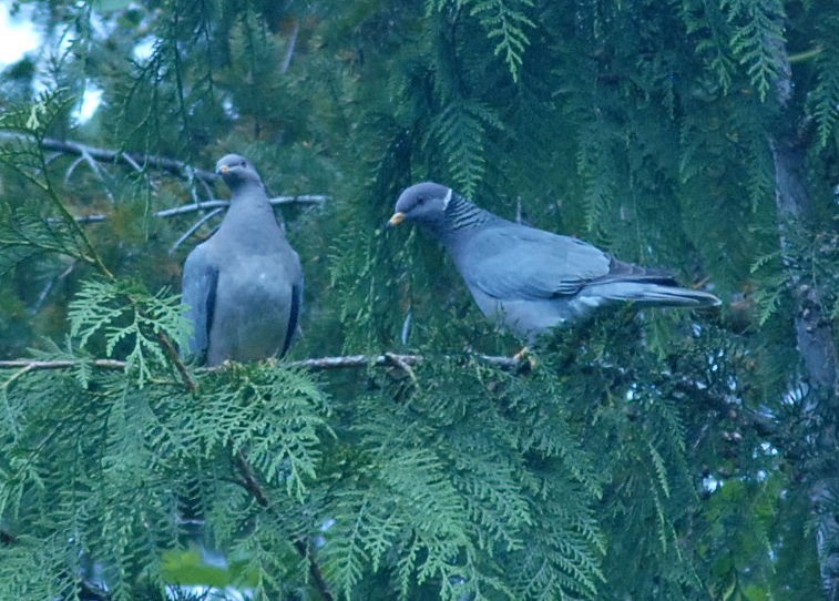 Band-tailed Pigeon - ML610007945