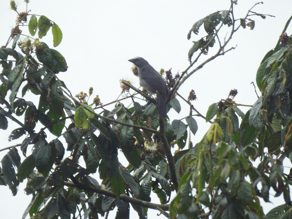 Pepitero Grisáceo del Amazonas - ML610007946