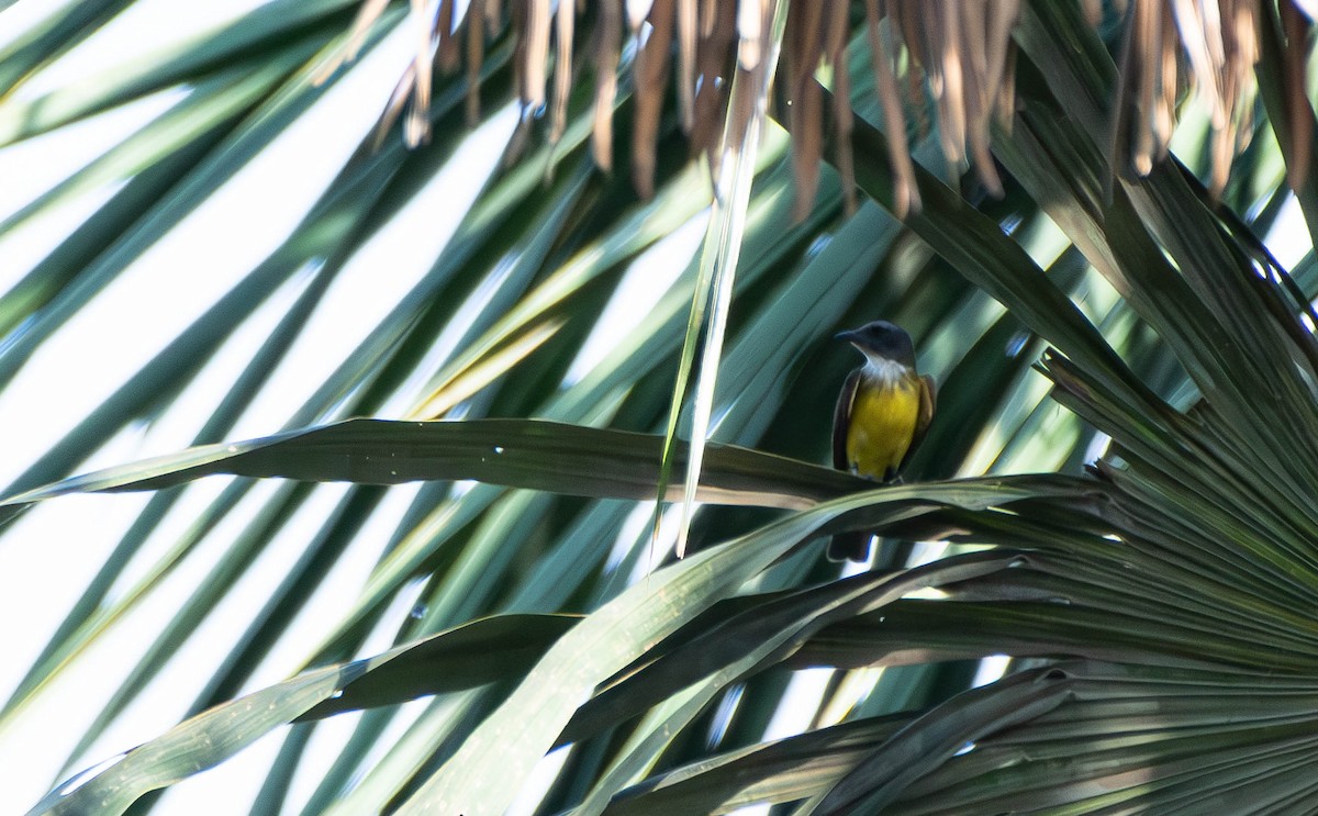 Sulphury Flycatcher - ML610007980