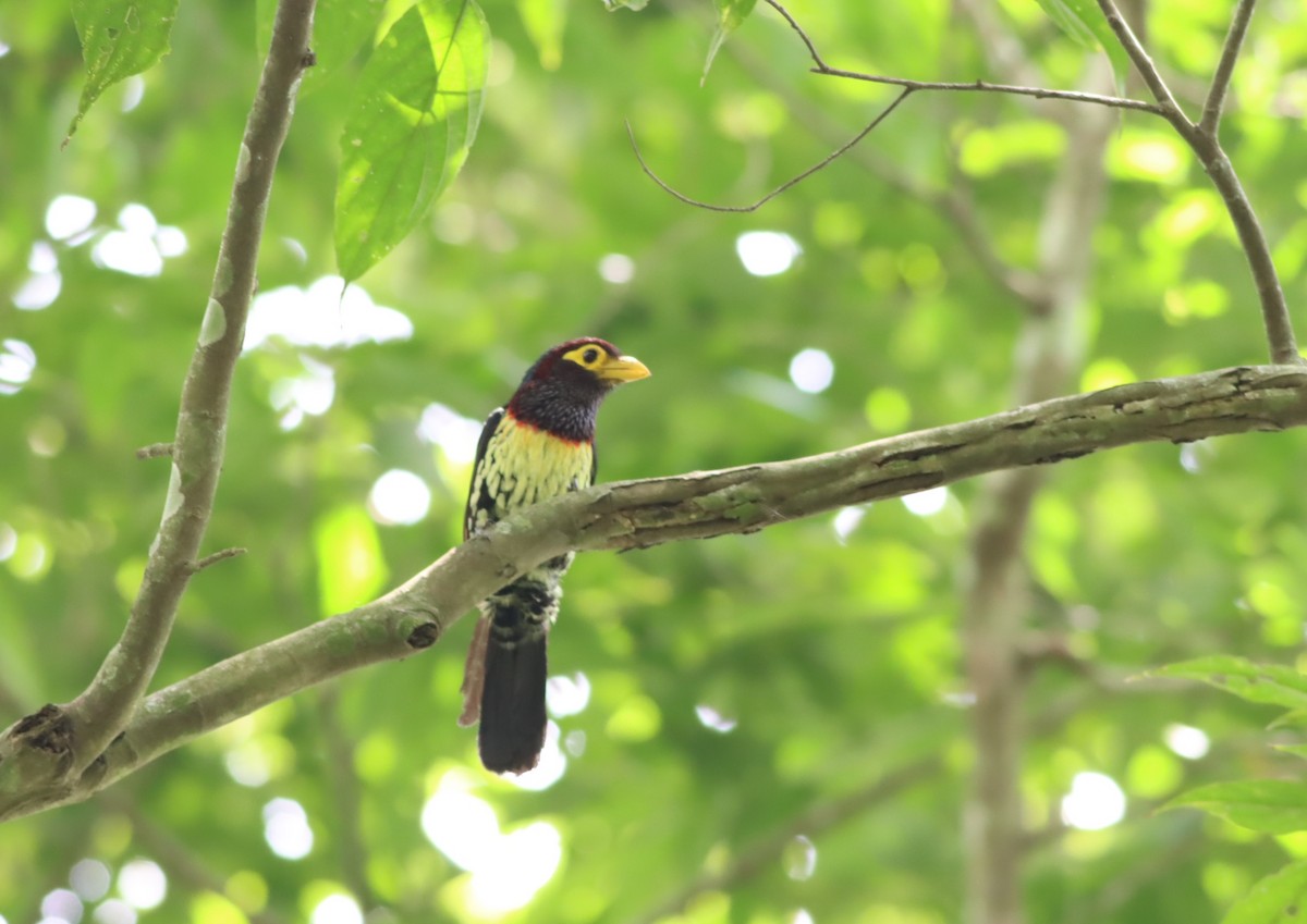 Gelbschnabel-Bartvogel - ML610007999