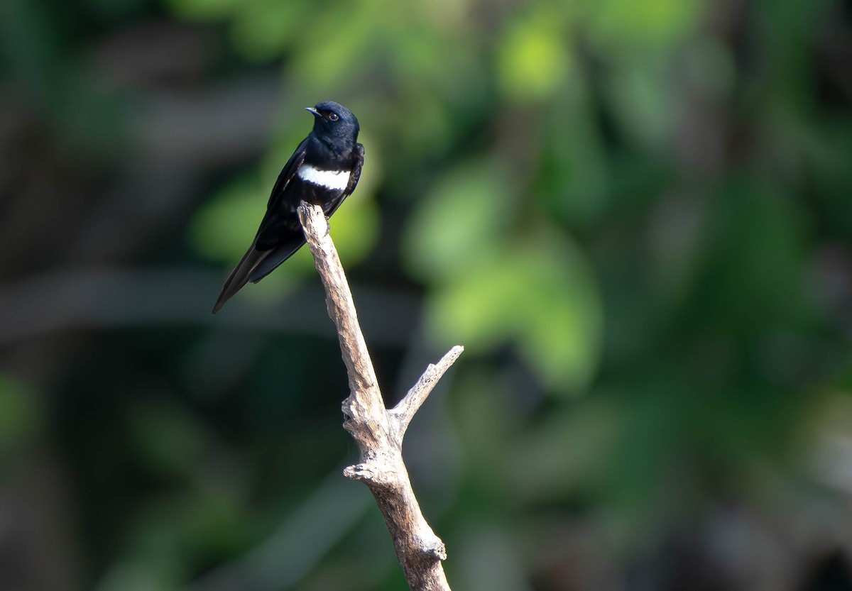 White-banded Swallow - ML610008033
