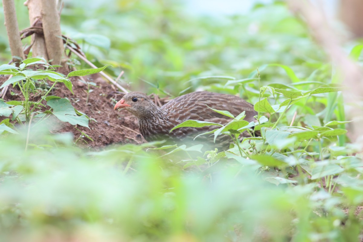 Scaly Spurfowl - ML610008041