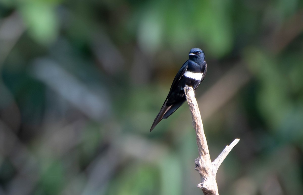 White-banded Swallow - ML610008072
