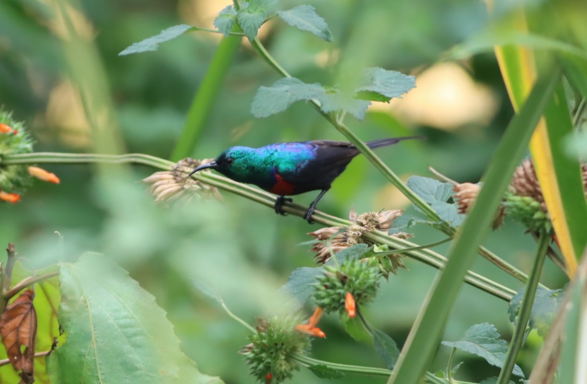 Red-chested Sunbird - ML610008120