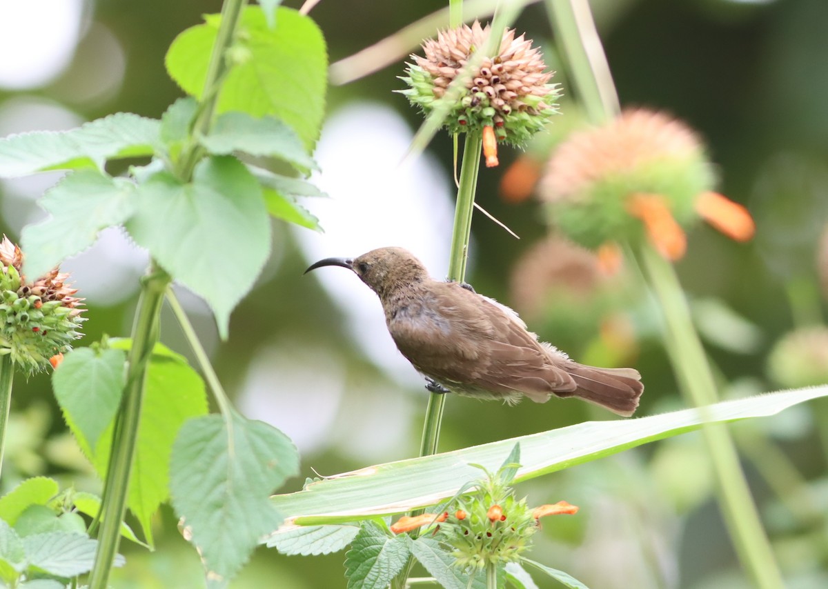 Red-chested Sunbird - ML610008121