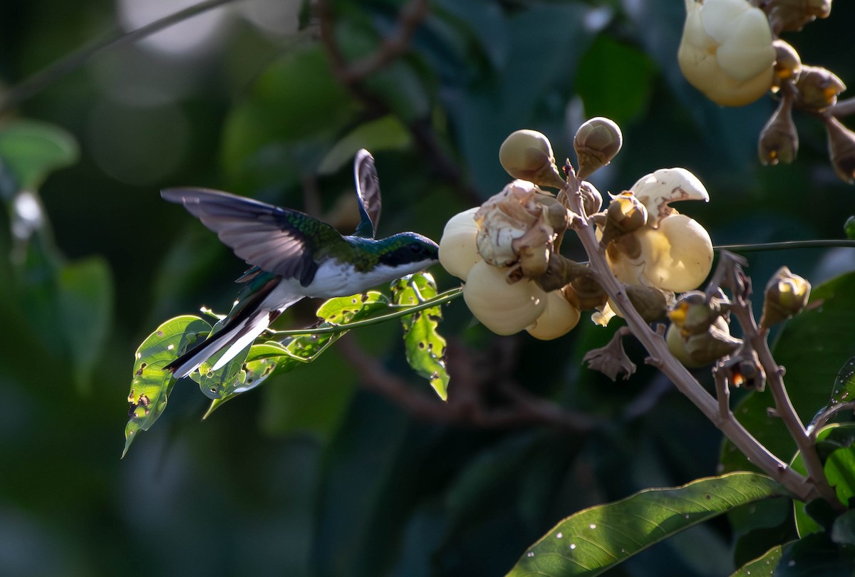 kolibřík černouchý - ML610008132