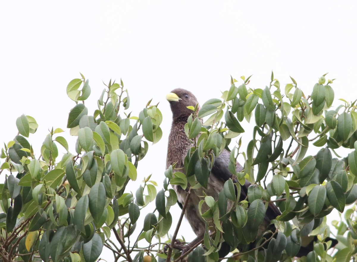 Eastern Plantain-eater - ML610008138