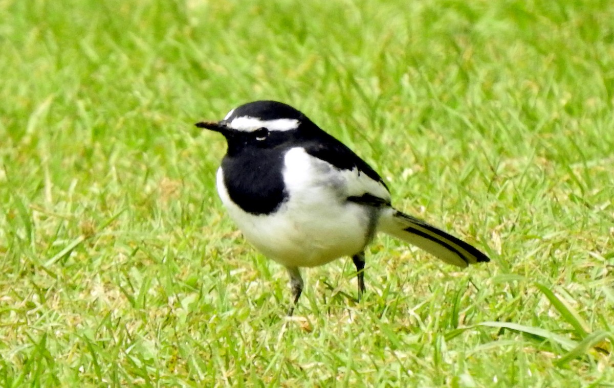 White-browed Wagtail - Ganeshwar S V