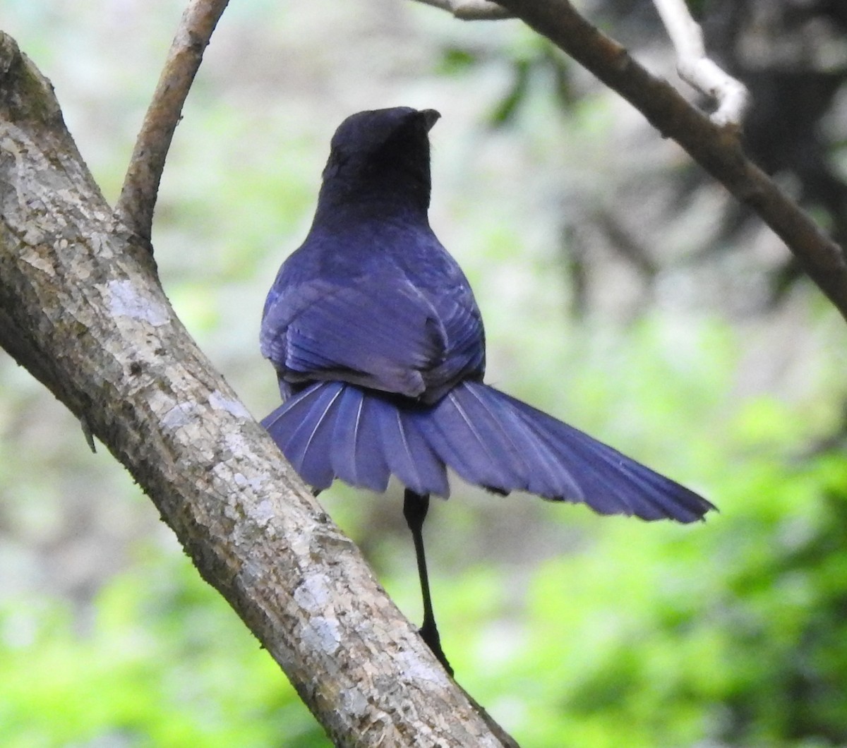 Malabar Whistling-Thrush - ML610008191