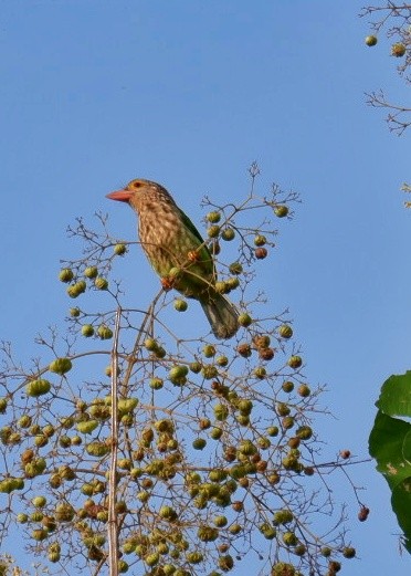 Lineated Barbet - Wanatsanan Bumrungpong