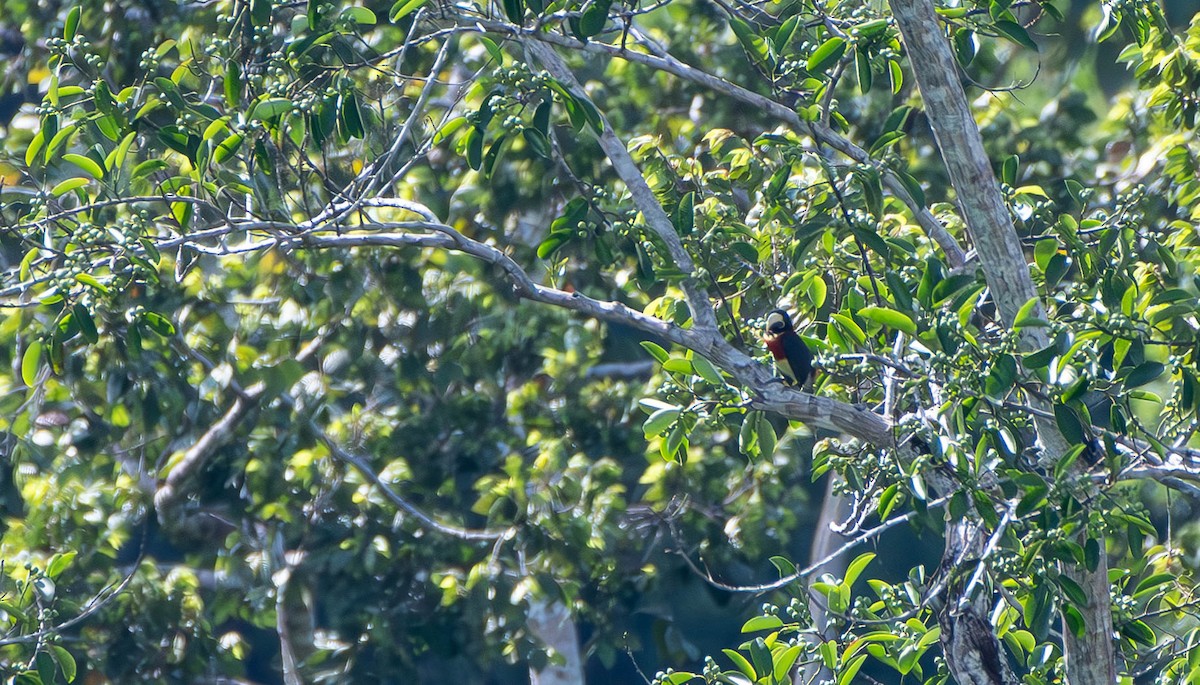 Red-necked Aracari - ML610008300