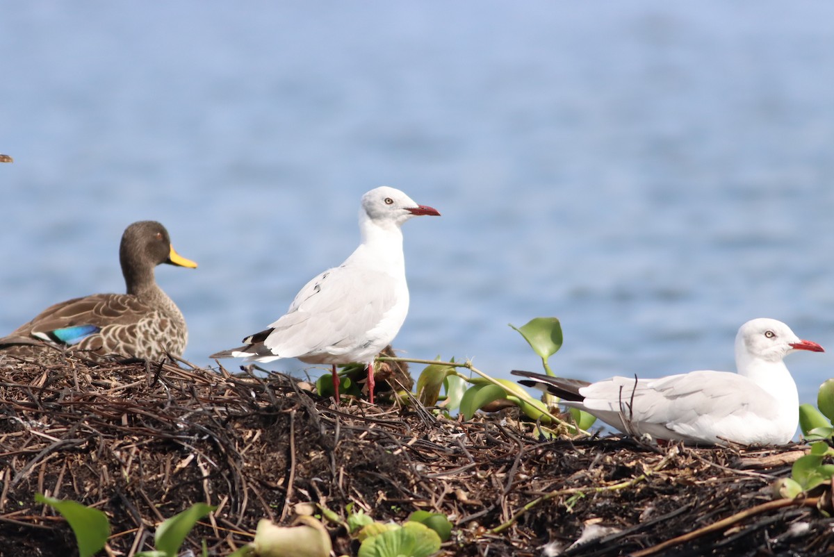 Gray-hooded Gull - ML610008314