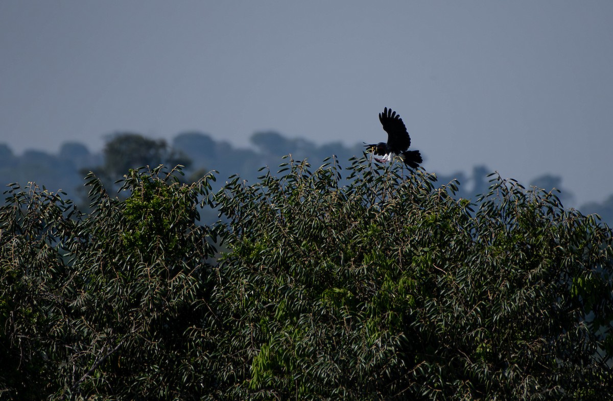 Red-throated Caracara - ML610008316