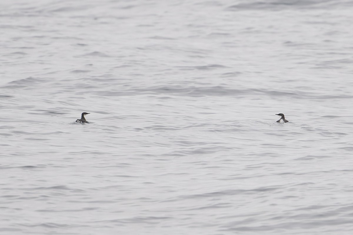 Craveri's Murrelet - ML610008345