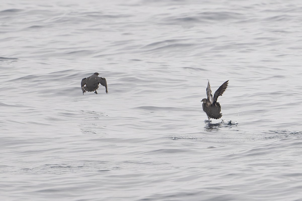 Craveri's Murrelet - ML610008346