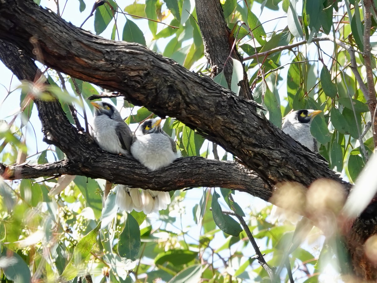 Noisy Miner - ML610008372