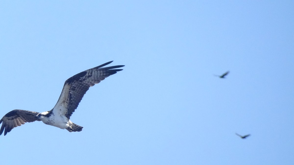 Águila Pescadora - ML610008391