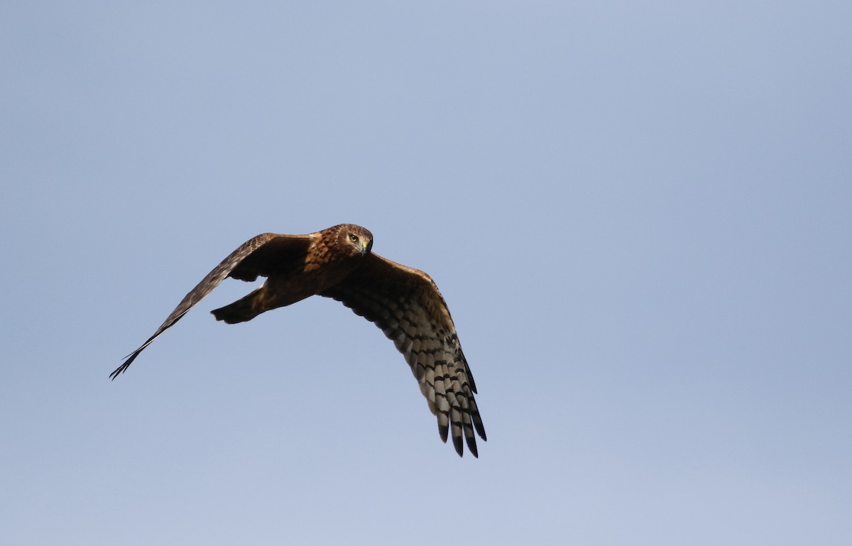 Northern Harrier - Max Benningfield