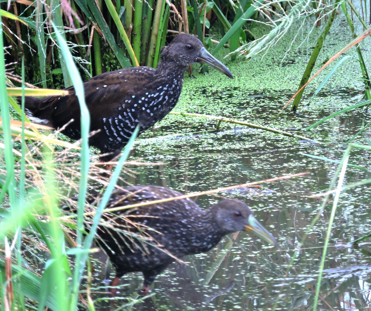 Spotted Rail - Marvin frabricio Rivera González