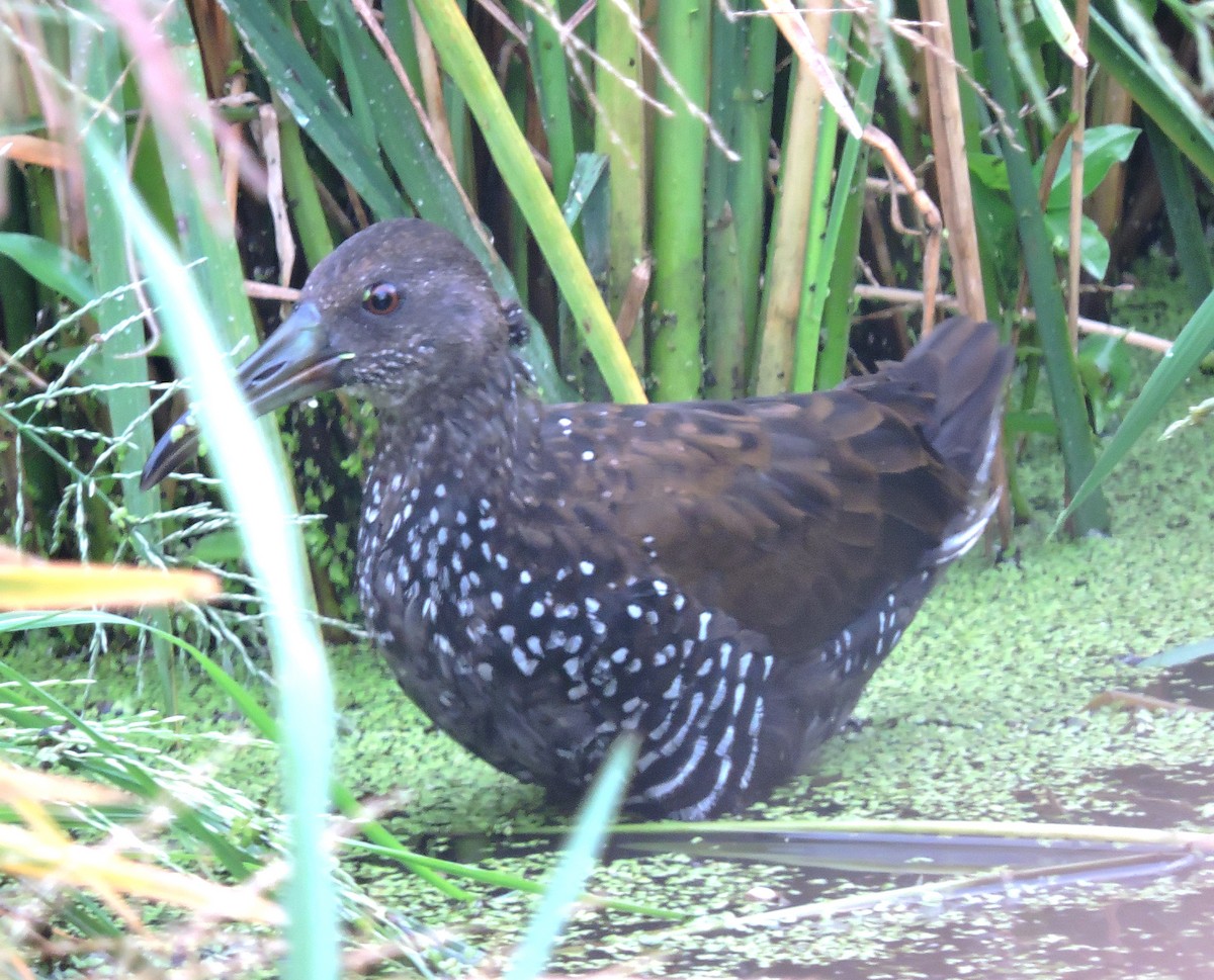 Spotted Rail - ML610008437