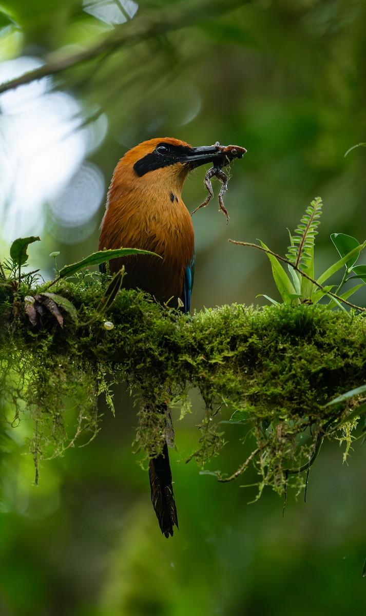 Rufous Motmot - Rio Dante