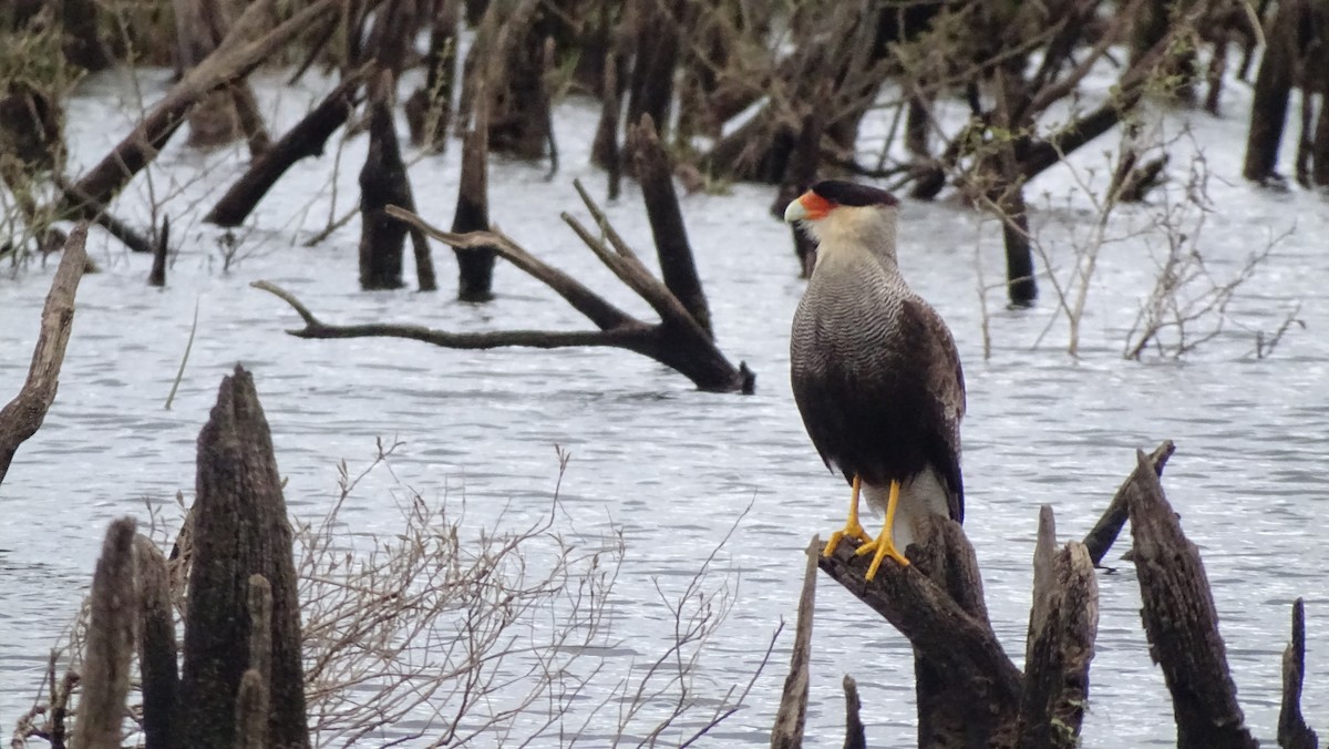 Caracara Carancho - ML610008546