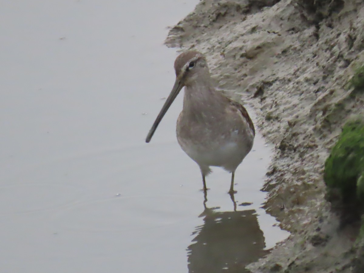 Long-billed Dowitcher - ML610008598