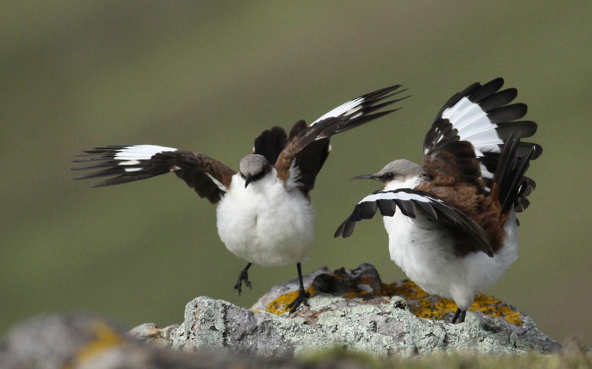 White-bellied Cinclodes - Luke Seitz