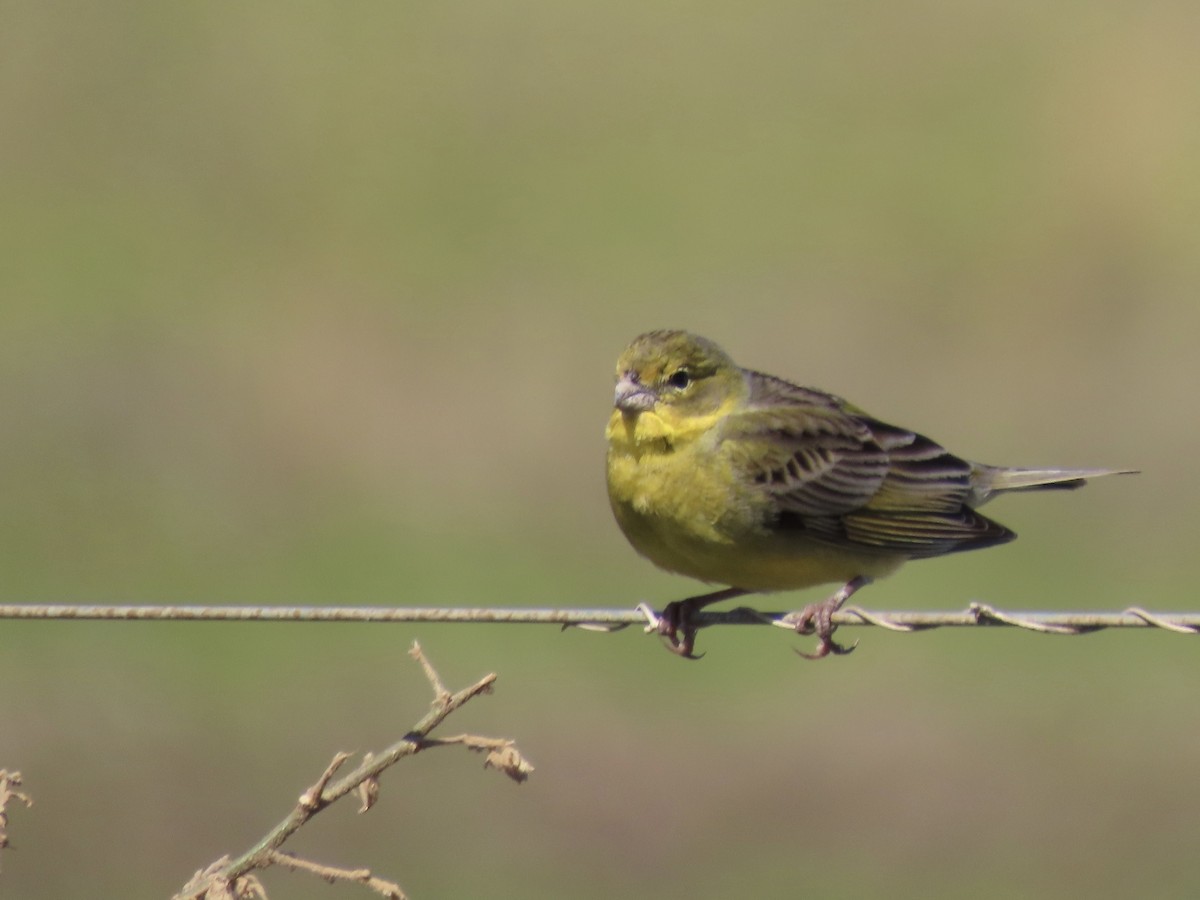 Grassland Yellow-Finch - Ines Vasconcelos